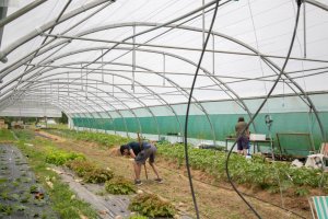 Image / illustration