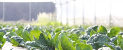 Image / illustration