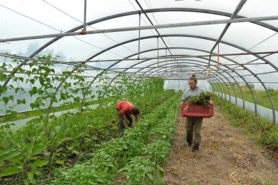 Image / illustration