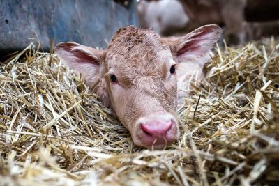 Image / illustration